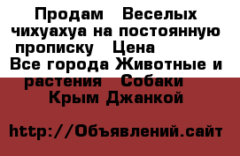 Продам.  Веселых чихуахуа на постоянную прописку › Цена ­ 8 000 - Все города Животные и растения » Собаки   . Крым,Джанкой